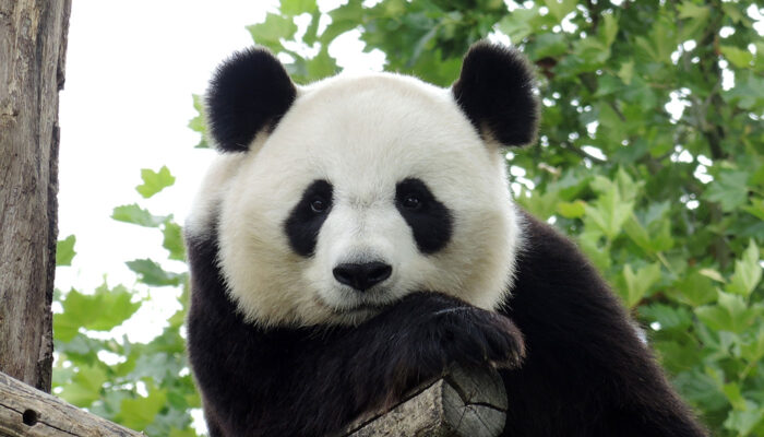 Google Panda | Google Panda Update's | Google Panda Algorithm
