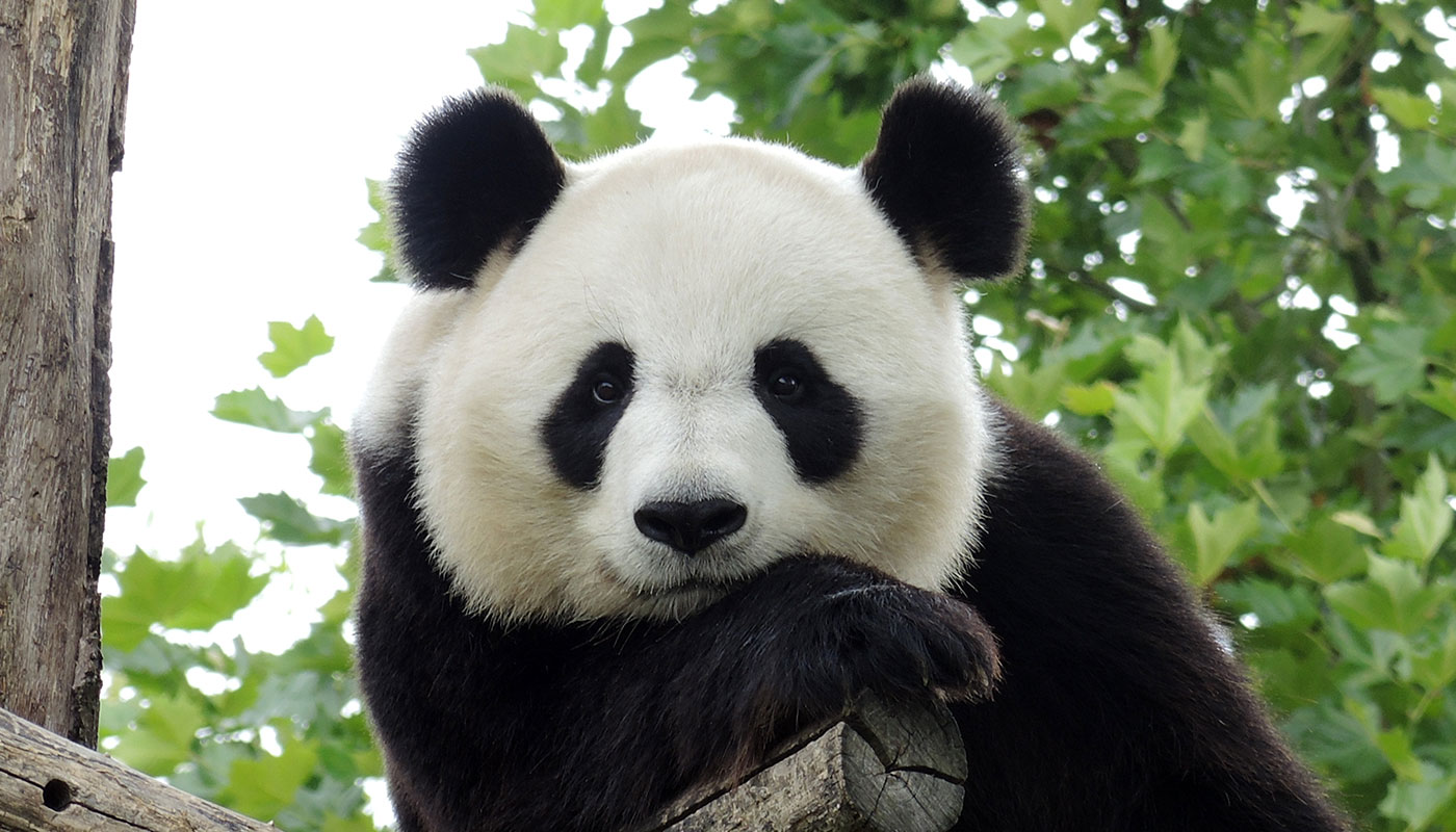 Google Panda | Google Panda Updates | Google Panda Algorithm